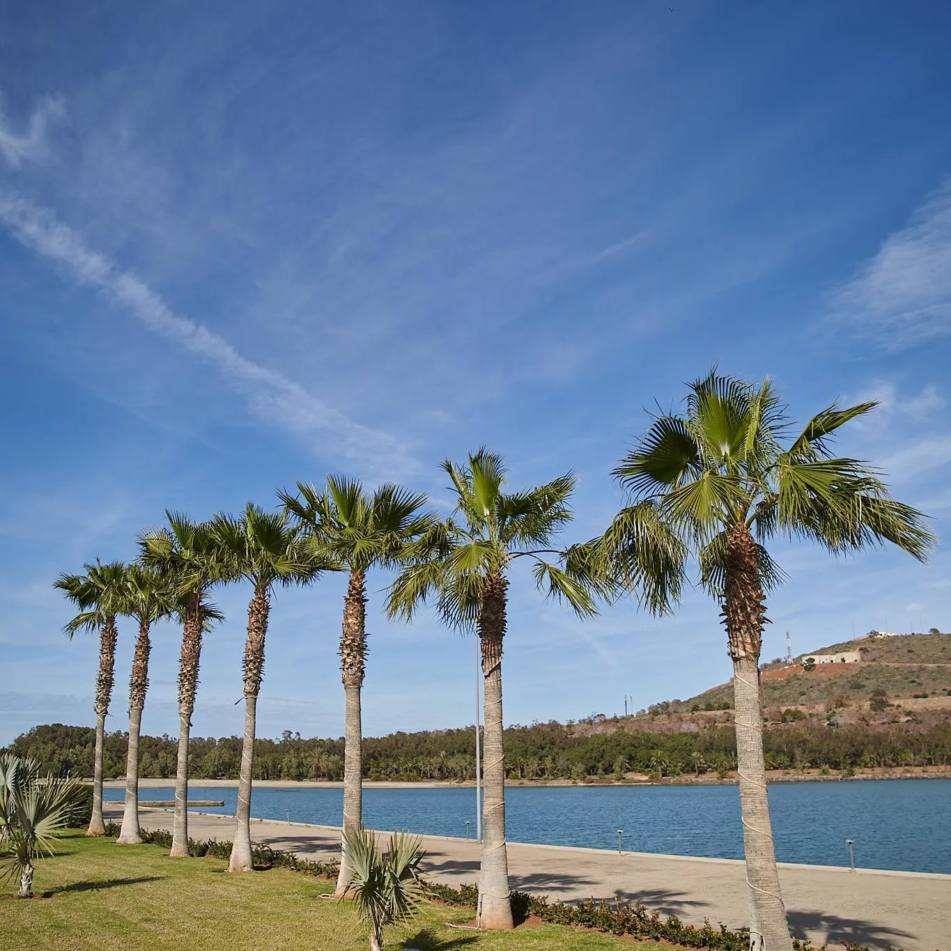 A row of palm trees lining a green lawn with a lake and hills in the background under a clear blue sky.