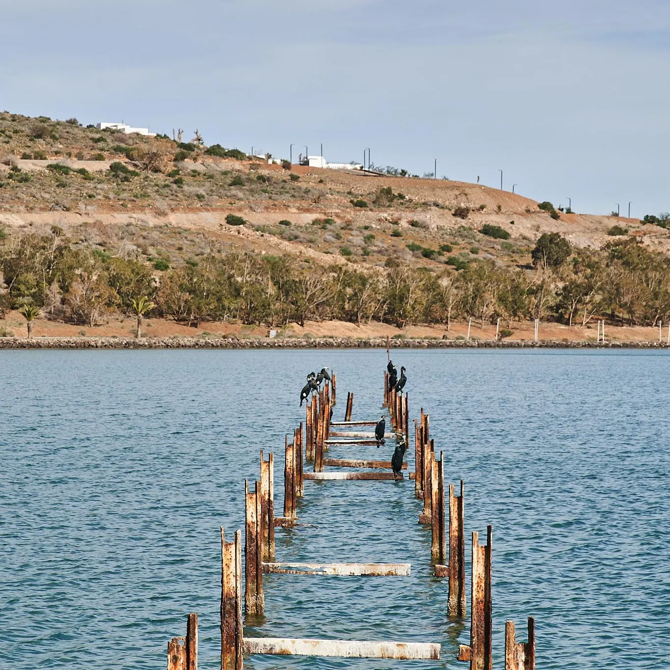 Old rusty wooden dock partially submerged in a body of water with birds perched on it, in the background a barren hill with a few trees and buildings.
